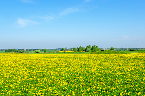 Flowering dandelion field in a rural landscape