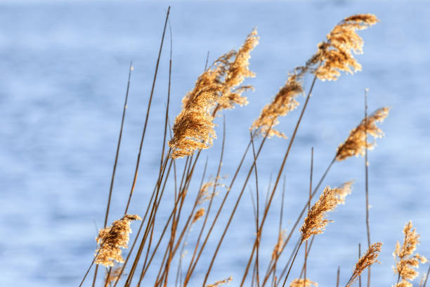 istock Reed straws at a lake 2147678942