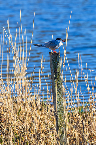 Tern sitting on a wood post at a lakeshore