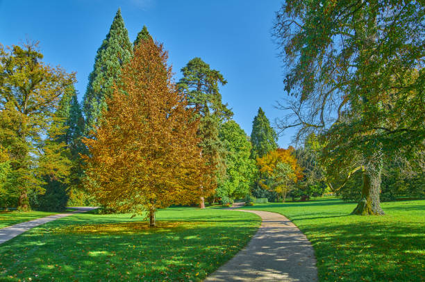autumn colours in a public park in The Hague; The Hague, Netherlands