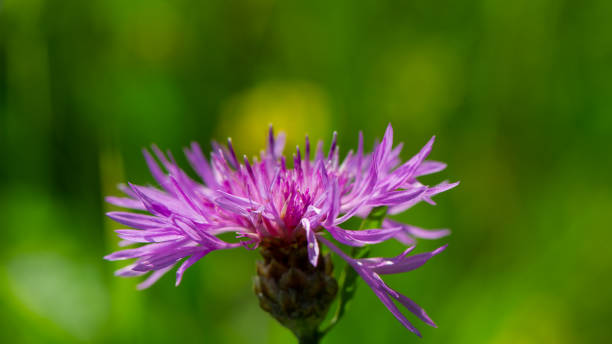 istock Cornflower flower on a blurred green meadow background. 2147679679