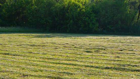 Mown meadow grass against the background of a deciduous forest. Web banner.