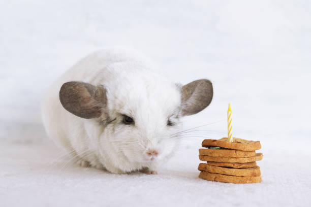 divertida chinchilla blanca esponjosa sobre fondo gris. chinchilla está celebrando su cumpleaños con un pastel de manzanas secas con vela. - cake pie apple pie apple fotografías e imágenes de stock