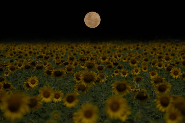 istock Sunflower garden with full moon in the night. 2147680792