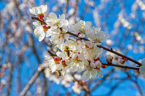 A bee pollinates a flowering apricot branch in spring. Blooming branch of a fruit tree in the garden.