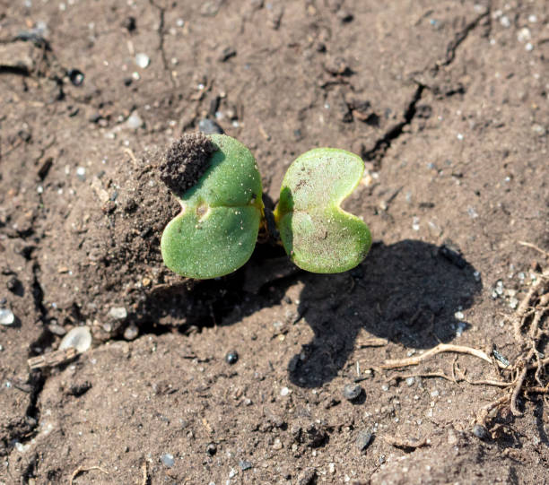 istock Beet seedlings in the soil in the garden. Spring 2147681875