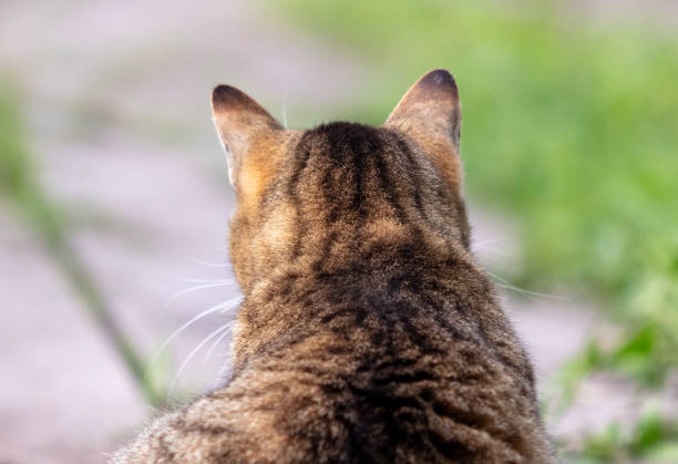 istock Gray cat on a green meadow in spring, close-up 2147681931