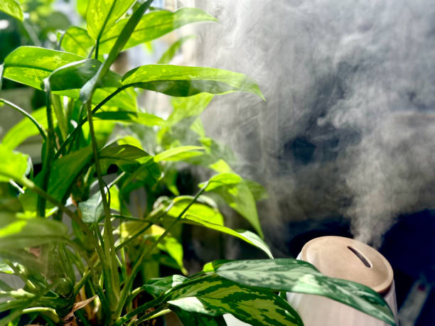 istock Mist humidifier for indoor plants. 2147682027