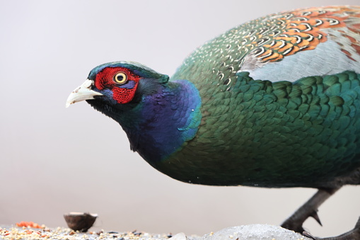 The green pheasant (Phasianus versicolor), also known as the Japanese green pheasant, is an omnivorous bird native to the Japanese archipelago, to which it is endemic.