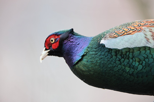 The green pheasant (Phasianus versicolor), also known as the Japanese green pheasant, is an omnivorous bird native to the Japanese archipelago, to which it is endemic.