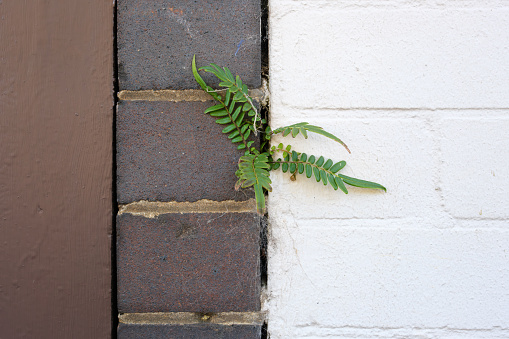 Small fern growing in the crack of a brick wall.