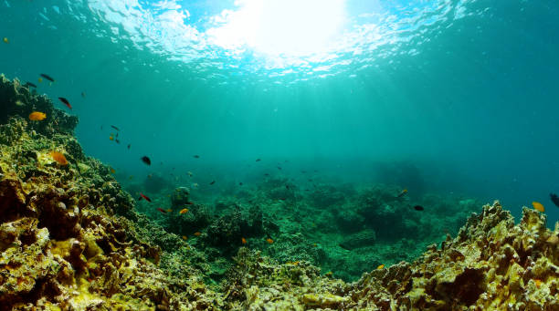 istock Coral and tropical fish, underwater world. 2147682522