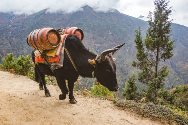istock Black yak carries a load, Nepal 2147683154