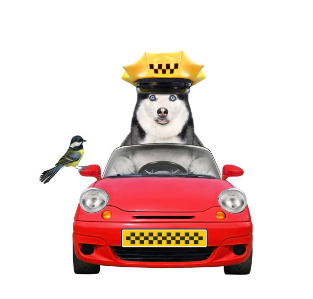 Cute Welsh Corgi sitting on a person’s lap in the passenger seat, looking up with tongue out and wearing a leash inside a modern car interior, perfect for themes of pet travel, road trip companionship, and safe transportation with animal