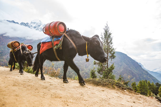 istock Black and yaks carries a load, Nepal 2147683160