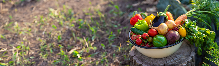 vegetables in a bowl on a hemp. Bio healthy food. Organic vegetables.