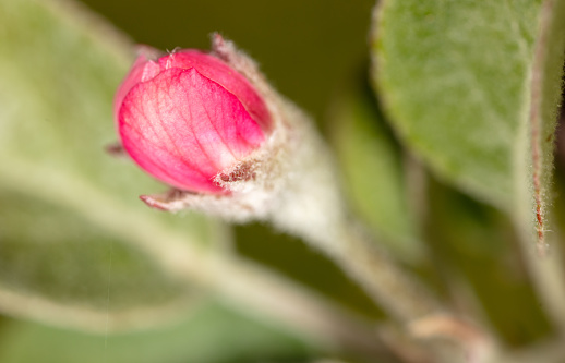 Flowers on an apple fruit tree in spring. Close-up .