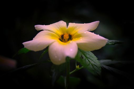 beautiful Turnera Subulata flower background