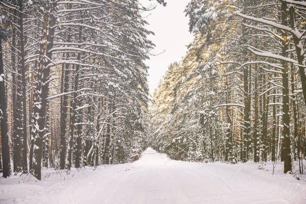 Automobile road through a pine winter forest covered with snow on a clear sunny day. Pines along the edges of the road. Vintage film aesthetic. Toned image.
