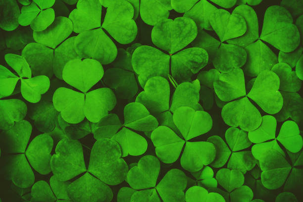 Background with green clover leaves for Saint Patrick's day. Abstract pattern with a shamrock. Spingtime nature background. Vintage film aesthetic.