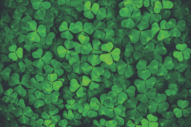 istock Background with green clover leaves for Saint Patrick's day. Abstract pattern with a shamrock. Spingtime nature. Vintage film aesthetic. 2147683656