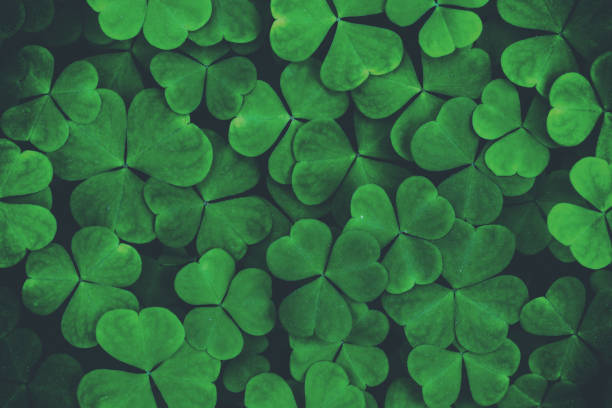 istock Background with green clover leaves for Saint Patrick's day. Abstract pattern with a shamrock. Spingtime nature. Vintage film aesthetic. 2147683658
