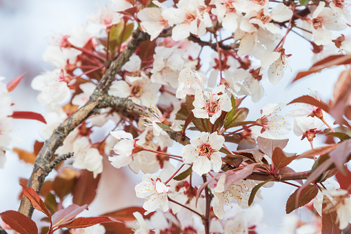 Cherry Plum flowers bloom in spring. warm sunshine - myrobalan plum, Prunus cerasifera