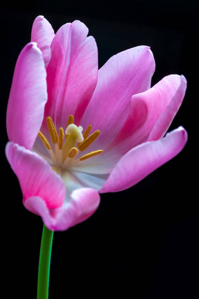 Pink tulip close up isolated on a black background spring tulip flower with copy space.