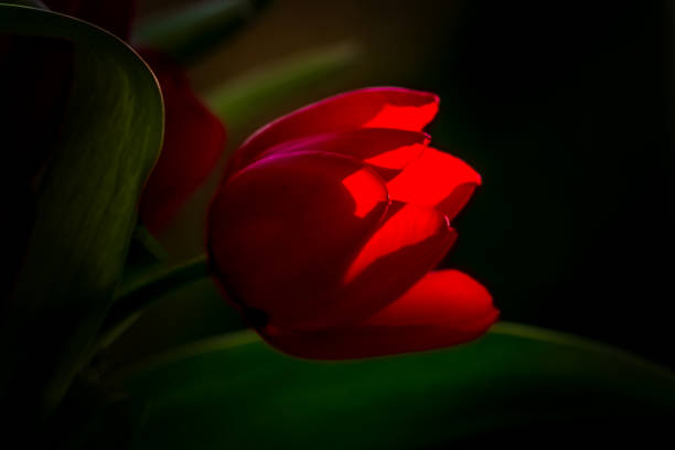 Red tulip close up isolated on a black background spring tulip flower with copy space.