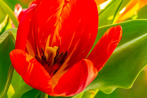 Red tulip close up spring tulip flower.