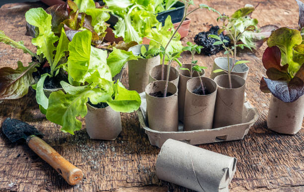 istock Seedlings in toilet paper roll 2147685302