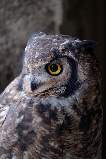 Close up of a Eurasian Eagle Owl against a dark background.