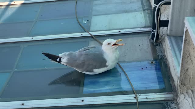 A seagull wanting to eat