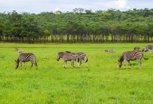 Herd of zebras in a nature reserve in Zimbabwe