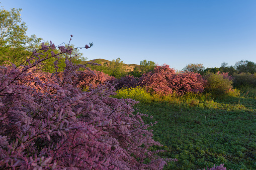 spring landscape in the morning in the town of Vaciamadrid near Madrid, Spain