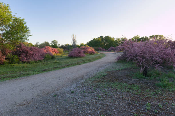 spring landscape in the morning in the town of Vaciamadrid near Madrid, Spain