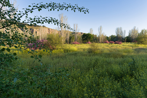 spring landscape in the morning in the town of Vaciamadrid near Madrid, Spain