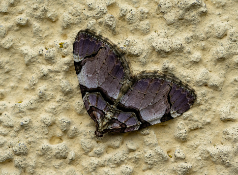 Gray butterfly macro shot on wall
