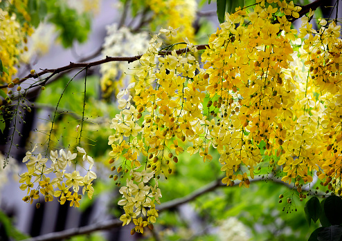 Yellow flowers of Golden shower tree ,Taiwan