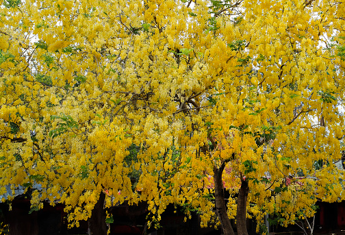 Yellow flowers of Golden shower tree ,Taiwan
