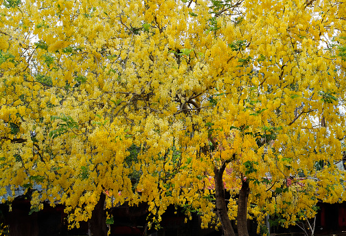 Close up of blooming golden wattle flower cluster. Floral nature background