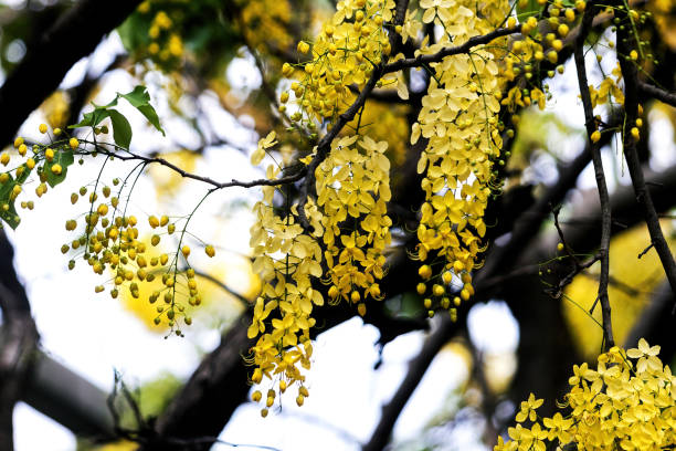 Yellow flowers of Golden shower tree ,Taiwan