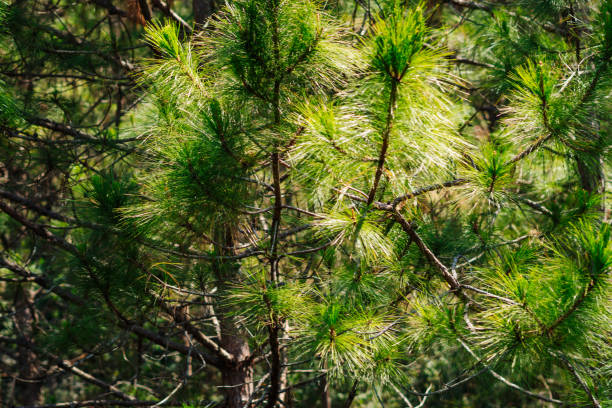 istock Bright green young pines sun day. Needles branches close up. Coniferous forest. Vietnam Dalat pine wood atmosphere 2147687362