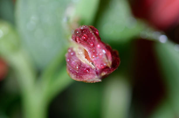 a flower with water drops on it and the rain drops on it.