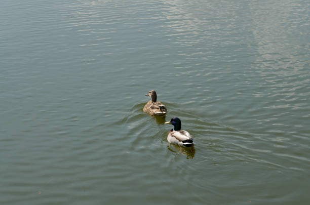 ducks swimming in the water with one being a duck.