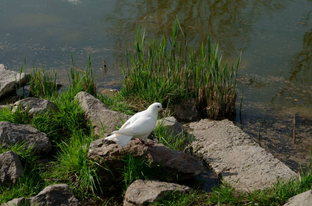 a bird is sitting on a rock by the water.