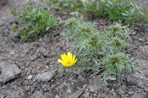 One yellow flower of Adonis vernalis in mid April