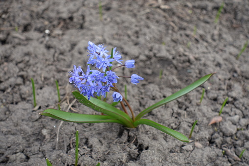 Bunch of blue flowers of two-leaf squill in April