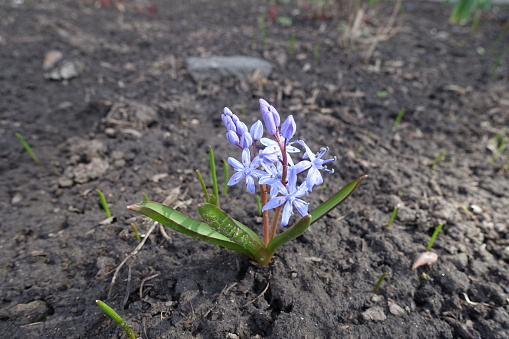 Closed buds and blue flowers of two-leaf squill in March