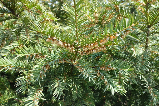 Ample amount of male cones in the leafage of common yew in April